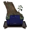 PRINCESSE MONONOKE  Bonsai FORÊT MYSTÉRIEUSE Water Garden BENELIC