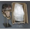 T-Rex 1 (Gueule Ouverte) Tête Taille Réelle Oxmox